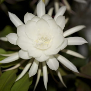Queen of the Night