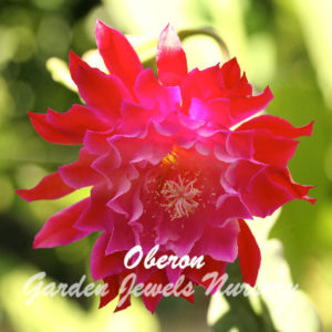 Oberon