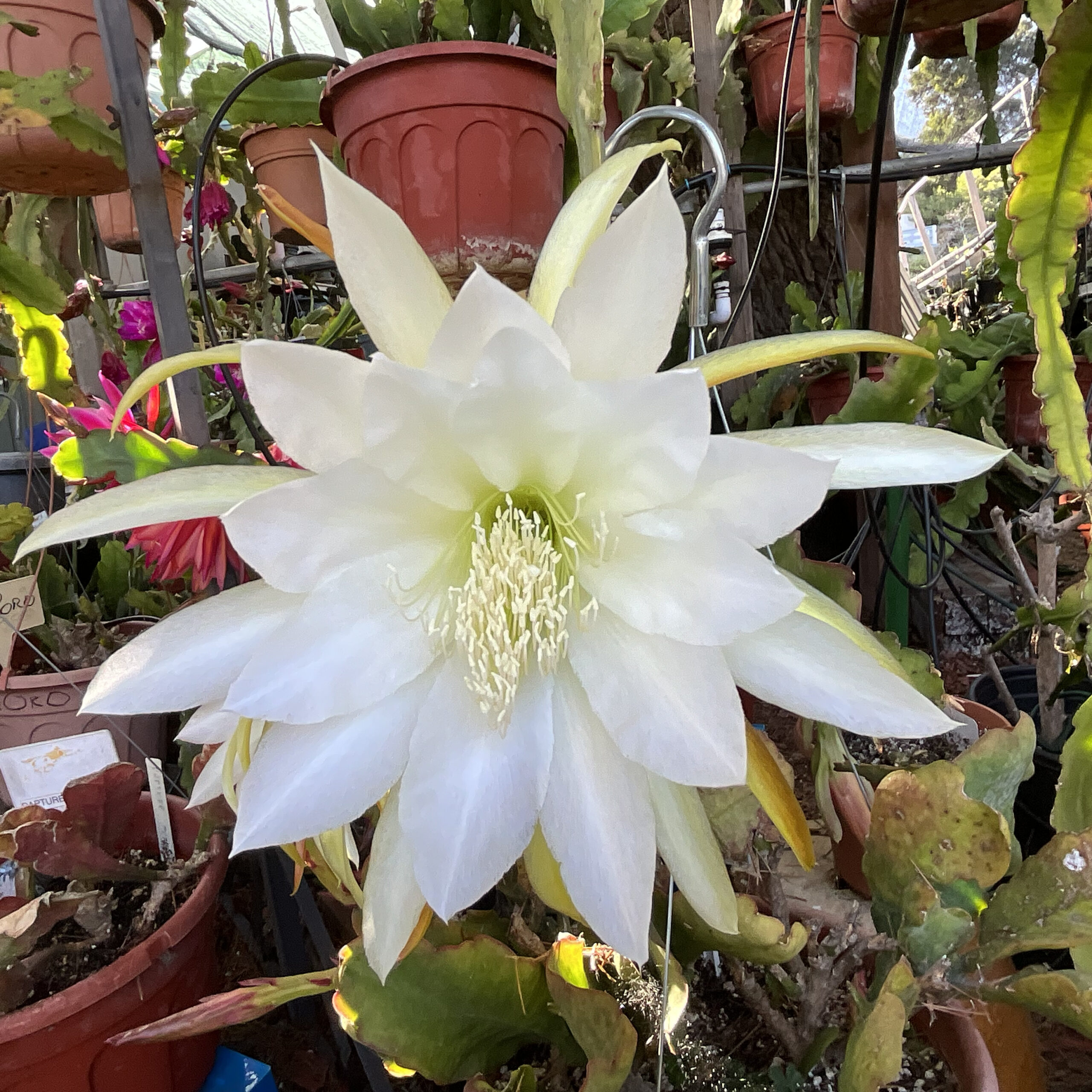 Arctic Land - Image 2