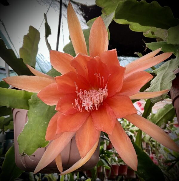 Borgia - Image 2