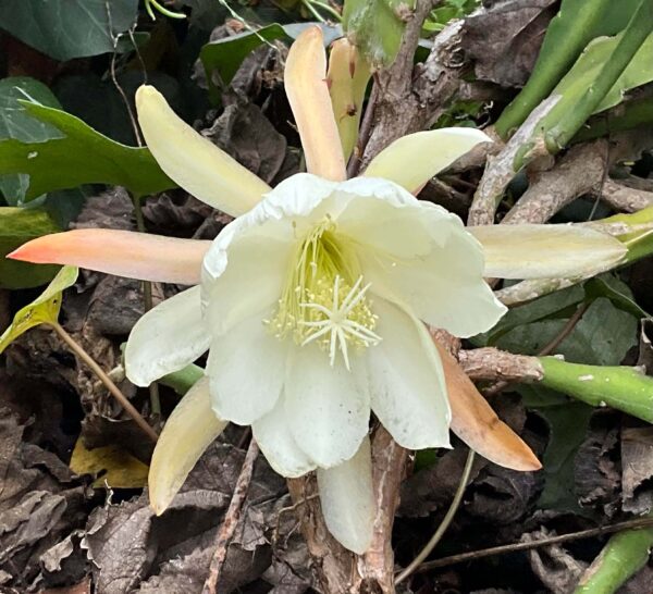 E. Crenatum - Image 4