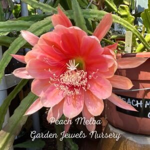 Peach Melba