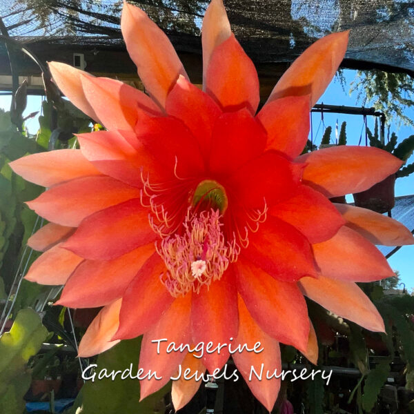 Tangerine