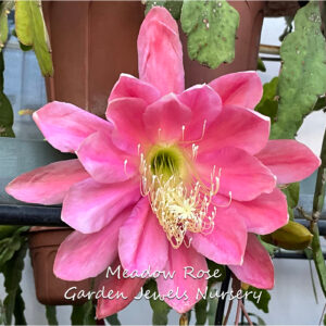 Meadow Rose